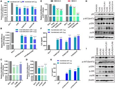 Cell membrane-bound toll-like receptor-1/2/4/6 monomers and -2 heterodimer inhibit enterovirus 71 replication by activating the antiviral innate response